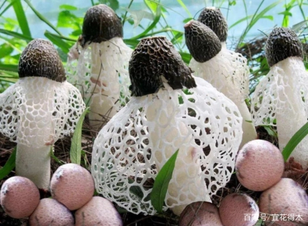 蘑菇小常识（中）10种味道鲜美的蘑菇，哪一种是菌中之王？插图42